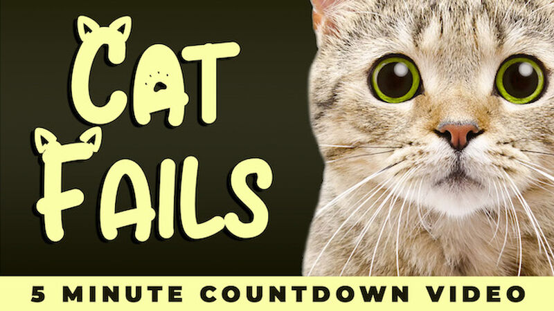 Cat Fails Countdown Video